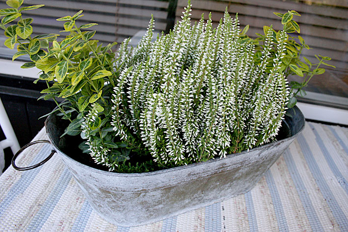 Nu hösten välkommen är, till våren stannar vi här.