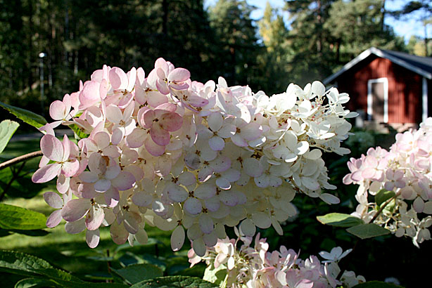 Jag kutade runt och fotograferade allt jag såg. Hortensian på K16 är verkligen präktig just nu.