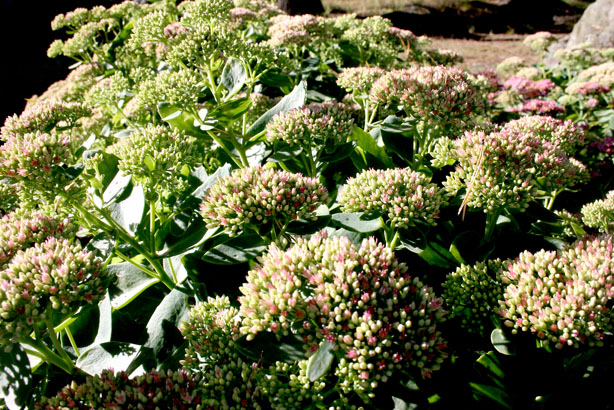 Kärleksörten frodas på släktens sommarställe. Den är tålig, och det ska ju kärleken också vara.