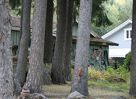 Har tidigare sagt att det är svårt att fånga ekorrar på bild. De är snabba som oljade blixtar. Men i dag lyckades jag!