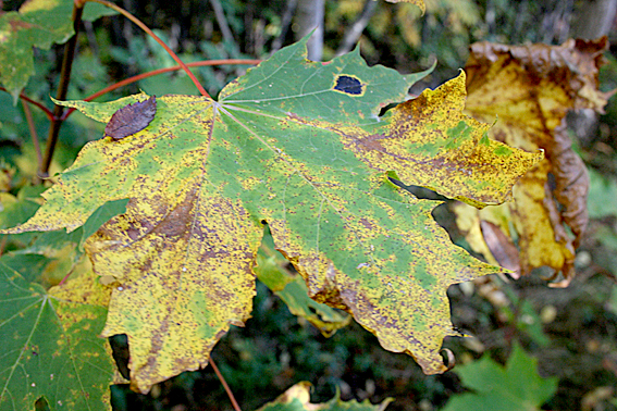 Tycker löven kan vara riktigt fulsnygga ibland.