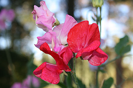 Det blir mycket blommor nu. Makrofunktionen testades på luktärterna.