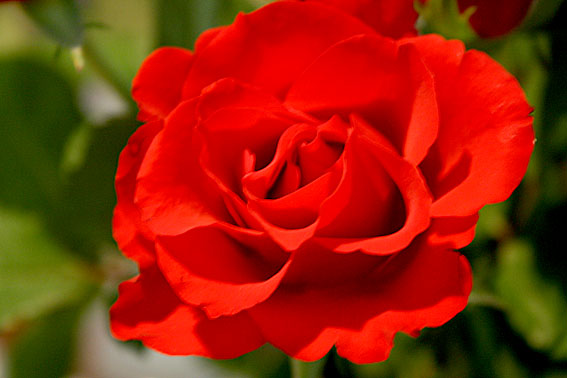 Ett fång med tjugo rosor väntade på mig hemma efter jobbet.