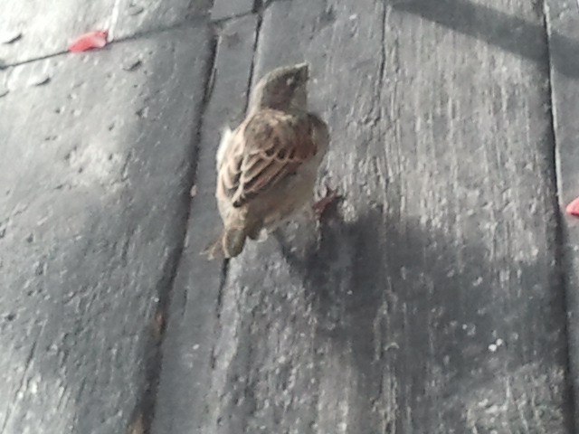 Att jag fick den här lilla fågeln på bild var ett mirakel, tycker jag själv :-) Den satt under bordet vid mina fötter och mobiltelefonens kamera är ju inte snabb...