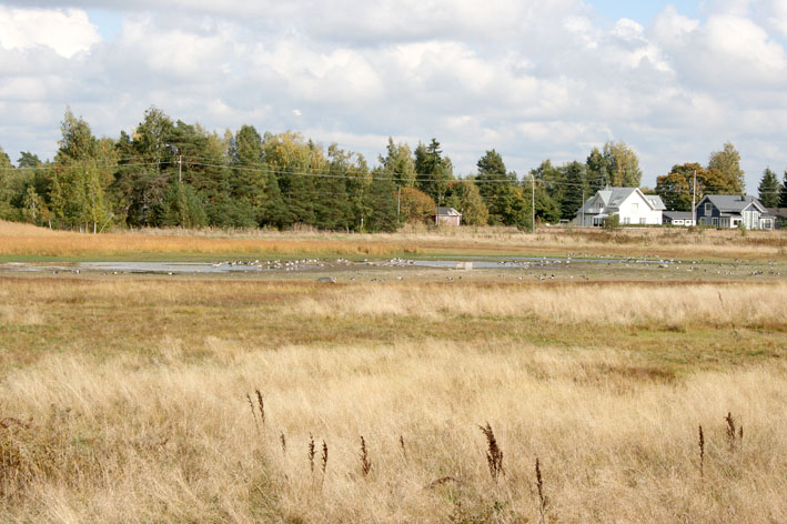 Utsikten från tornet österut. Med kikare eller med ett längre kameraobjekt hade vi kunnat skåda fåglarna bättre. Men det är ett gäng kanadagäss som njuter där borta.