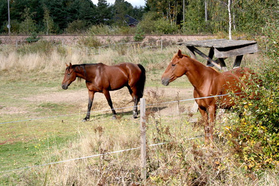 Bongade några hästar också. Visst är de vackra, ståtliga djur.