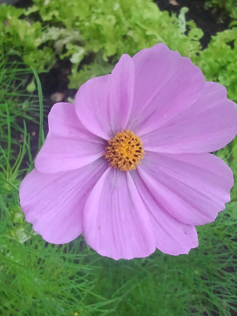 Än kommer de upp blommor från de frön vi satt i våras på Kretsgången.