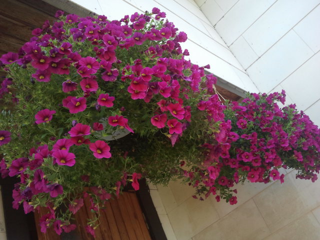 De här blommorna finns hos min mor. I går såg de så här fina ut fastän vi skrev andra september. Mor har gröna fingrar och blommorna trivs här som eftermiddags- och kvällssol gassar.