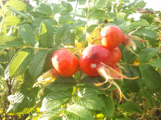 Minitomater? Hahaaa. Nej, det här är en nyponbuske.