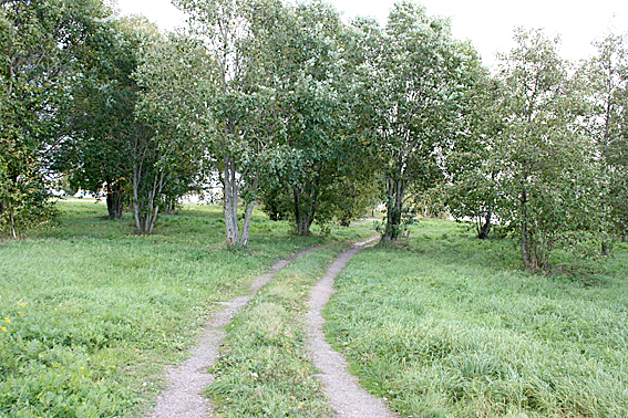 Fastän jag bor bara en halv kilometer från udden tänker jag sällan  stor den är. Och att här finns ett par lummiga träddungar som liknar små alléer upptäckte jag skam att säga först i dag.