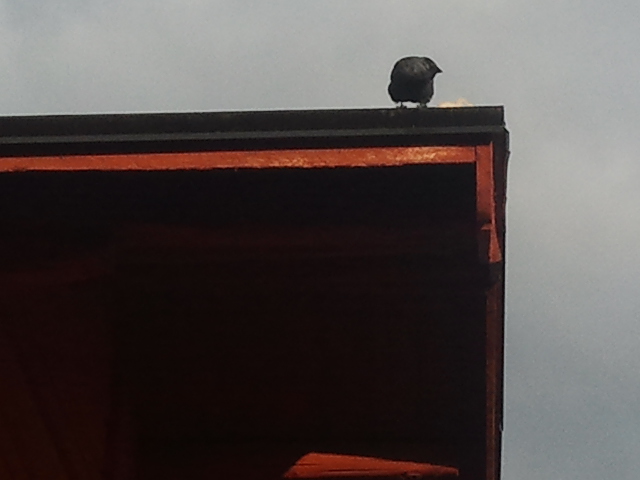 Ett försök av mig att vara konstnärlig. Svart och rött och avskalat enkelt.