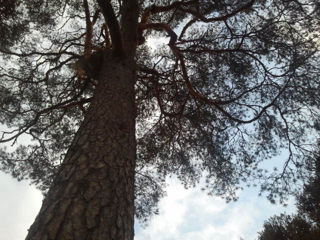 På väg hem från Skeppsbrområdet cyklade jag förbi kiosken och intill den finns många tallar.