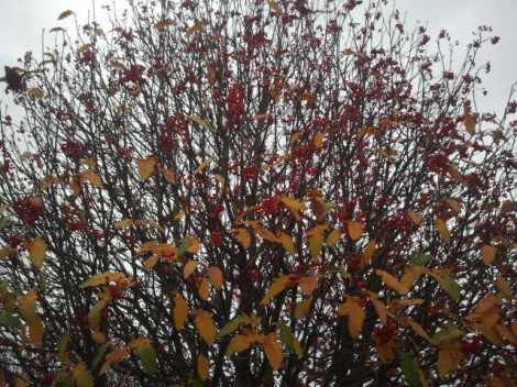 I väntan på Viking Lines buss på busstationen i Eskilstuna fick jag syn på det här trädet.