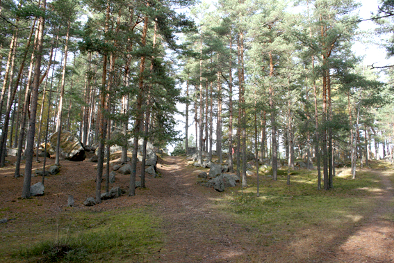 I Lovisa finns det en ganska stor ås som sträcker sig från kyrkan i centrum mot Södra åsen där vi bor. Ett fint område för naturvänner att strosa runt på.