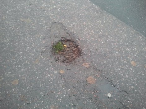 Jag tycker att den lilla tuvan i gropen är söt.