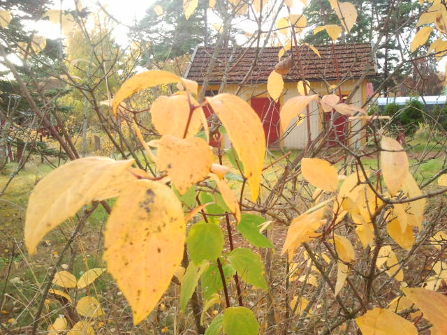 En del löv är gula, andra gröna.