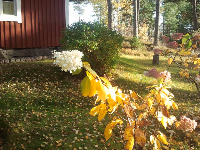 Bladen har vissnat och många har fallit av kvistarna, men hortensians blommor står sig än.