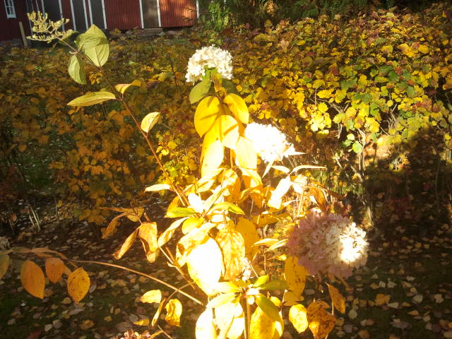 För att bevisa att bilderna är tagna i dag, 12 oktober, försöker jag få med så mycket som möjligt av hösten kring de präktiga blomklasarna.