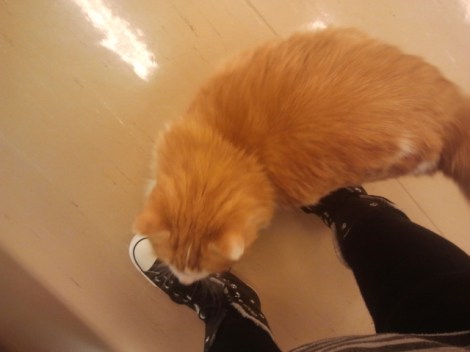 Avsikten är INTE att visa mina nya Converse vinterskor i dag. Det är katten som ska vara i fokus.