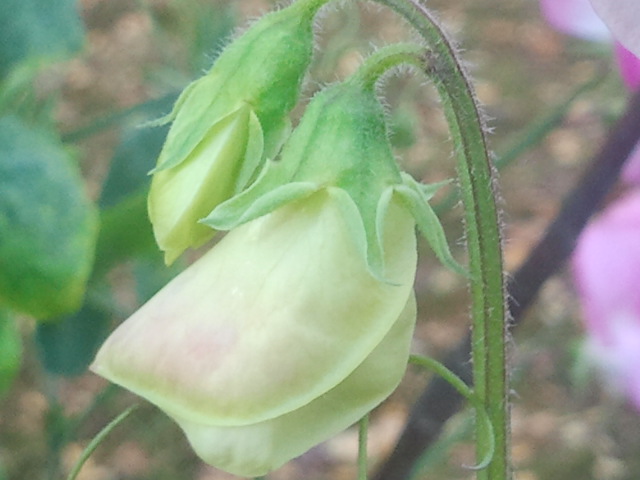 Med temperaturer på upp till femton plusgrader tror ju blommorna att det ännu är sommar :-) Det finns knoppar på luktärtsstänglarna.