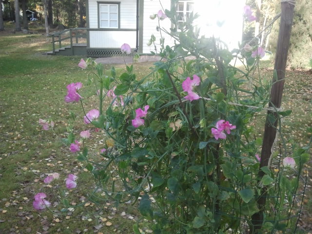 Vi skriver 12 oktober och luktärterna mår så här prima på Kretsgången.