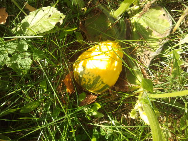 En liten minipumpa lyser som en glad sol på marken.