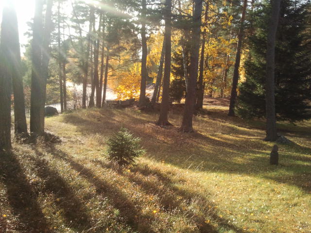 Eftermiddagssolen når vid tretiden inte längre in på gården, men här i skogsdungen bakom husen lyser den så här fin.
