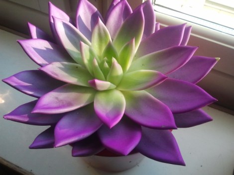 En suckulent jag köpte i går. På något sätt färgad, antar jag. I alla fall en glad färgklick i höstmörkret.