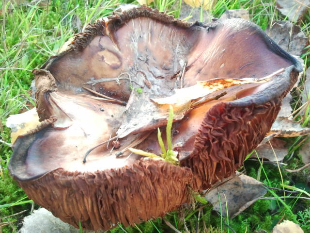Jag är ingen svampkännare men på gården fanns några sådanahär svampar som såg fina ut med gulnade löv på sig - i gräset som ännu är grönt.