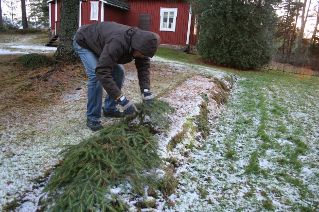 Nu är det vinter och blombänken får gå i ide på släktens sommarställe.