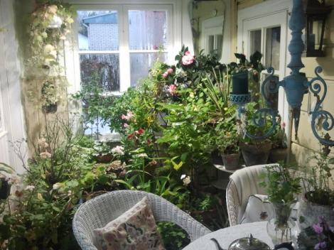 Oh, om man ändå hade en sådanhär veranda som Olga och Markku har i sitt hus vid Konungsdammen! Här prunkar växterna mitt i smällkalla vintern. En sådan oas!