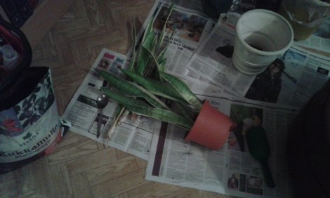 Att plantera om är ett ganska stökigt jobb.