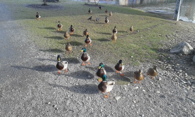 Stannade bara upp för att bilder av änderna. Då kom de rusande och trodde vi skulle mata dem. Måste han tänkt att det var då en snål "finne" som inte ens hade bröd med sig.