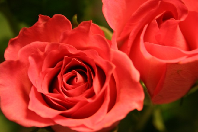 Varje blomma är ett konstverk.