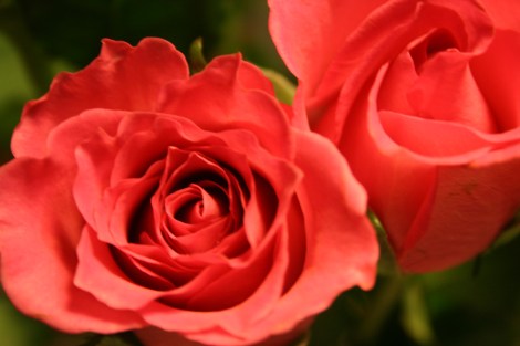 Varje blomma är ett konstverk.
