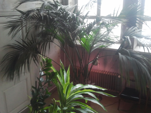 Präktiga växter dom har på stadshuset.