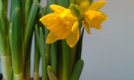 Den här har slagit ut i blom redan men jag har två krukor där stänglarna ännu bara har knoppar.