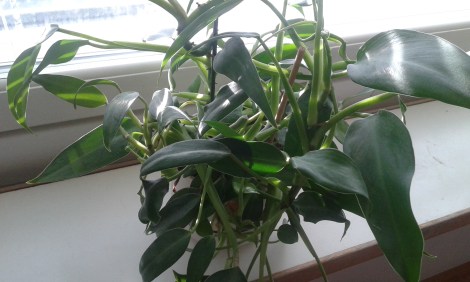 Vet någon vad den här växten heter?