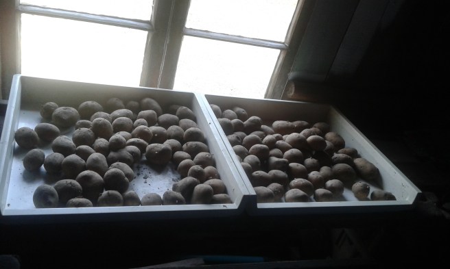 Vi satte också potatisarna att förgro. De ska ner i jorden i mitten av maj.