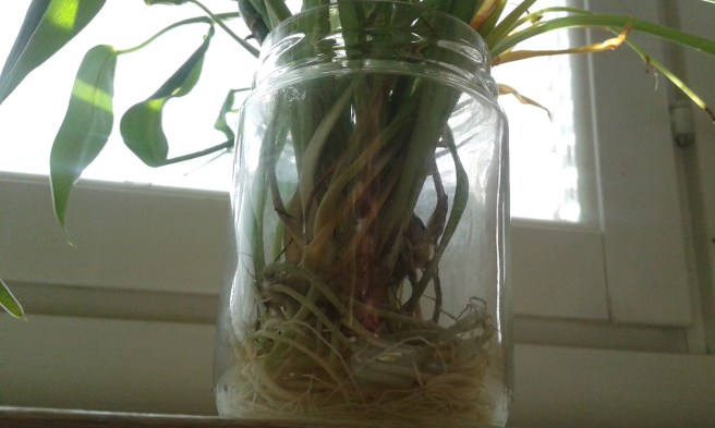 Oj, kanske dags att plantera!