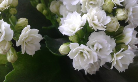 Vårelden fick jag av svärmor för några veckor sedan.