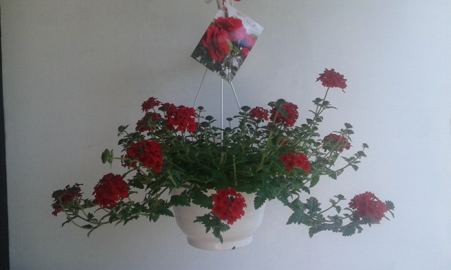 Den här blomman fick jag av svärfar, svärmor och FasterAster.