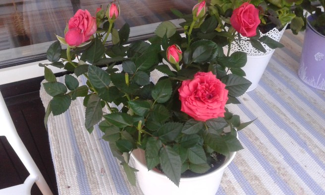 Hanna hämtade rosor i kruka.