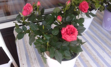 Hanna hämtade rosor i kruka.