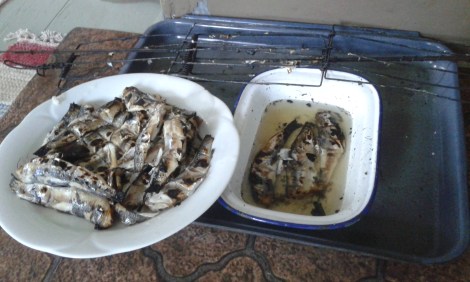 Största delen av fiskarna klara, några ligger ännu i saltbadet.