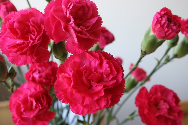 Fick de här nejlikorna av svärmor och makens faster häromdagen.