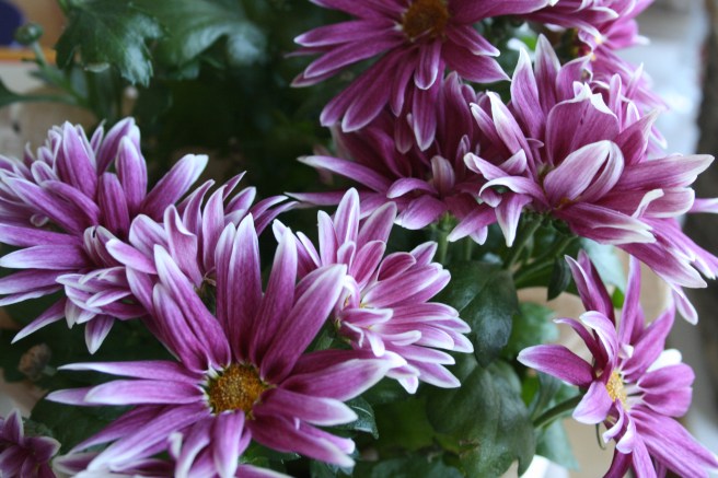 Tror det här är en krysantemum, rätta mig om jag har fel. Vi bjöd grannen på ostbricka och visade bilder från Rom, av henne fick vi en hälsosmoothie och den här blomman.