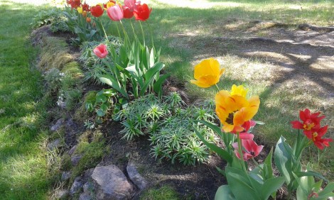 Jag älskar blommor och växter av alla de slag.