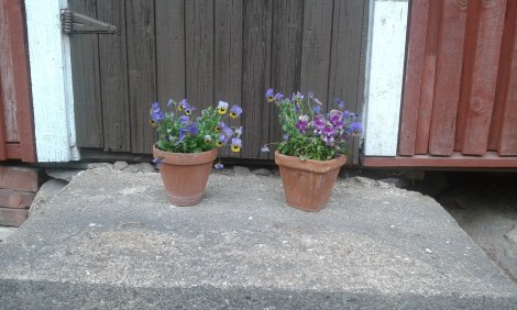 Penseer som plockats bort från kyrkogården ska ännu få vara med ett tag på sommarstället.