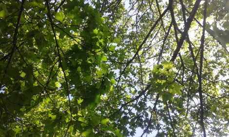 På redaktionsgården har vi utemöbler. Då man sitter i en stol, lutar sig bakåt och tittar uppåt ser man det här :-)